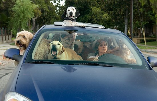 Year of the Dog: Sweet as a Trusty Old Companion